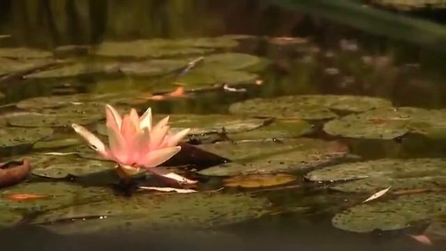 щоракенгррт смотреть онлайн