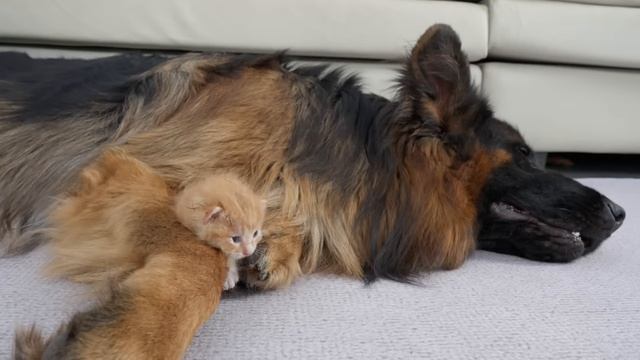 Трогательная реакция немецкой овчарки при первой встрече с брошенным котенком смотреть онлайн