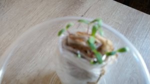 Выращиваю рассаду бархатцев без земли. Этот метод экономит место в доме.