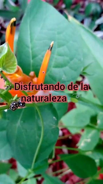 💓Mariquitas En Mi Jardín👀💖