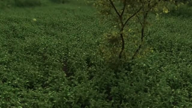 Meadow by 3ds max and VRay смотреть онлайн