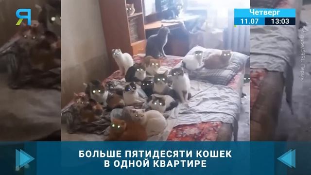 Пенсионерка в Ноябрьске держит более пятидесяти кошек в квартире смотреть онлайн