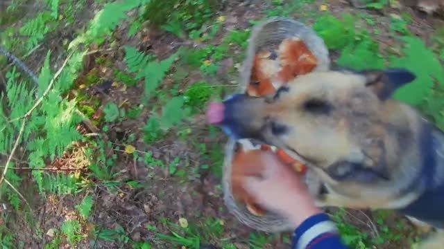 А мне говорили что на Селигере ,грибов-нет.