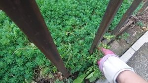 ПОПАЛА В ЦВЕТОЧНЫЙ РАЙ...НЕ МОГЛА УДЕРЖАТЬСЯ