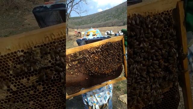 первый весенний осмотр пасеки смотреть онлайн