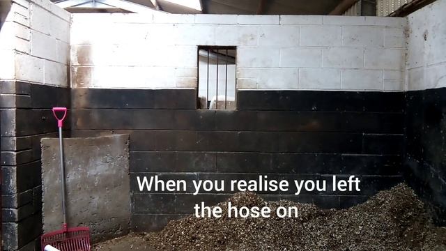 How I Muck Out Shyboys Stable