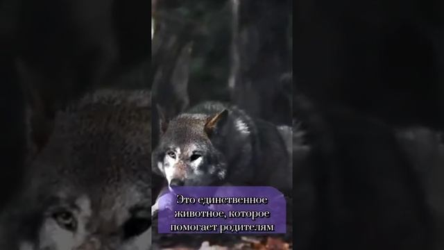 не только санитар леса! он благородное животное! смотреть онлайн