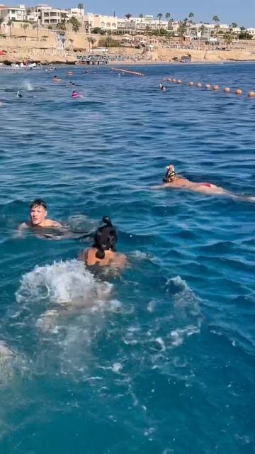 Жаркая зима в Египте. Hotel Sierra/Savoy. Sharm el Sheikh. Red sea. December 2023 #egypt #red_sea смотреть онлайн