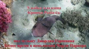 13. Улыбка младенца Крошка Рыба-ёж длинношипый под музыку Летнее время в исполнении Чарли Паркер