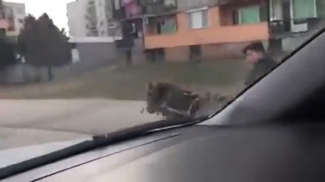 Каруци по булевардите на Хасково смотреть онлайн
