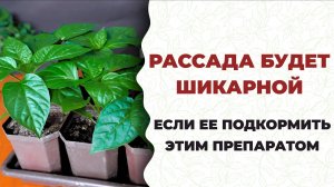 Чем подкормить рассаду? Как спасти от гибели? Советы профессионала. БашИнком
