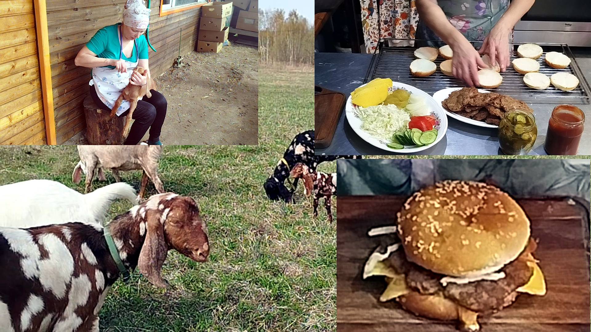 ФЕРМЕРСКИЕ БУРГЕРЫ🌷 ПРЕДПРОДАЖНАЯ ПОДГОТОВКА КОЗЛЯТ🪻🌼 смотреть онлайн
