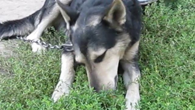 Люблю арбузы.. угостите ! смотреть онлайн