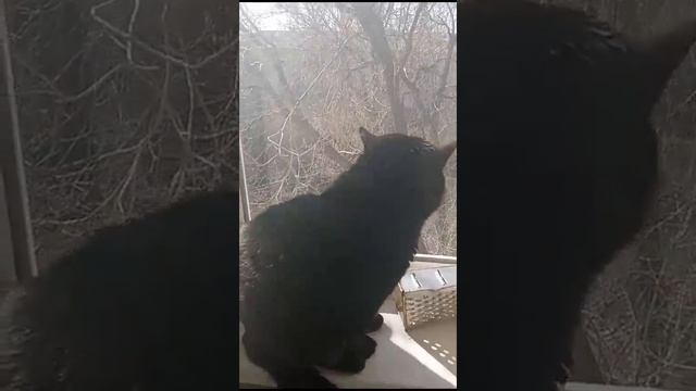 КОТЯРЫЧ ЖЕЛАЕТ ВСЕМ ДОБРОГО УТРА смотреть онлайн