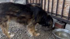 Пополнение в Пушистом санатории