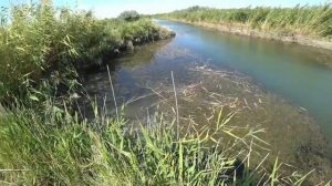 рыбалка с рогаткой Казахстан трофейная змейголова и удачный улов#fishing #рыбалка #2024