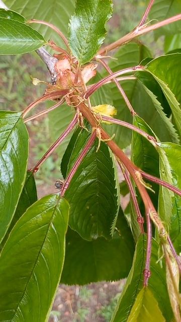 #вишневая муха крупным планом смотреть онлайн