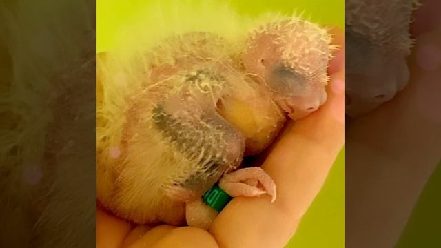 Выкормыш - Кореллёнок в 8 дней😊 смотреть онлайн