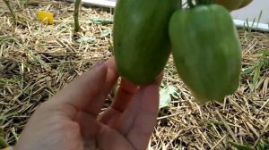 обзор томата 🍅 ,, искры пламени,, и ,, лисий хвост,, 🍅