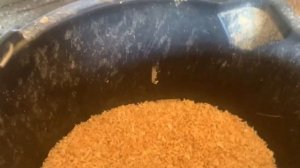 ‼️Задержка последа у коровы. Что делать?!