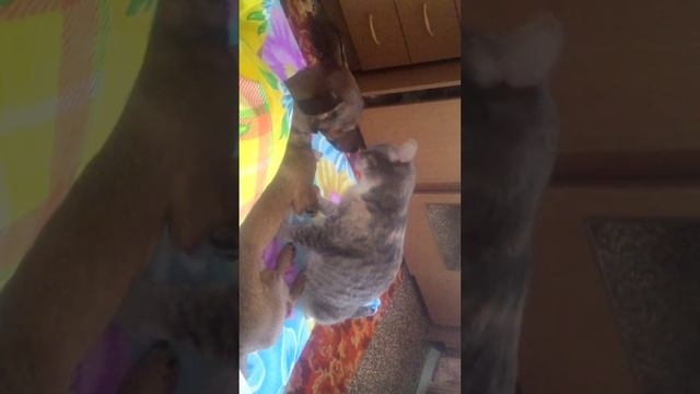 Нереальная любовь Кошки к Собаке. смотреть онлайн