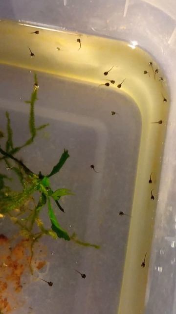 Головастики карликовой африканской лягушки. Tadpoles of dwarf african frog. смотреть онлайн