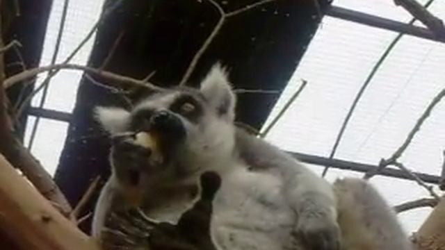 Лемурчик смотреть онлайн