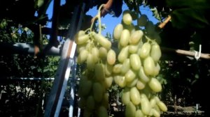 Виноград Кетмон Сапи