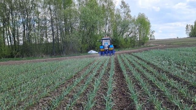 Прополка чеснока пальчиковым культиватором. Чеснок на посадку через сайт: www.garliccompany.ru смотреть онлайн