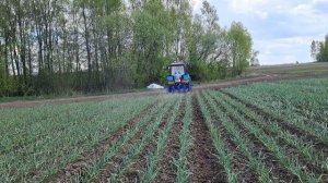 Прополка чеснока пальчиковым культиватором. Чеснок на посадку через сайт: www.garliccompany.ru