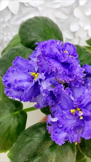 Фиалка БР-Маленькое Счастье