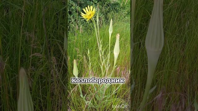 Козлобородник.Растение смотреть онлайн