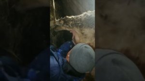 Первотелка брыкается при доении