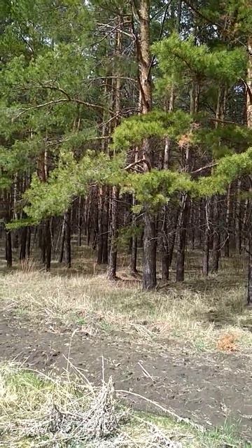 Щучинский лес смотреть онлайн