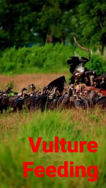 White Rumped Vulture #shorts #ytshorts #whiterumpedvulture #bbcearth #nationalgeographic смотреть онлайн