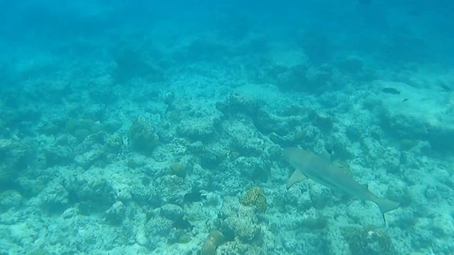 Рыба моя 2. Прогулка с мантами. Maldives 2024 Villa Park Sun Island смотреть онлайн