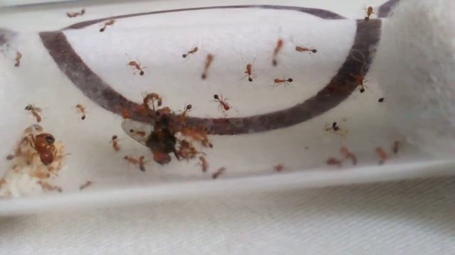 feeding my solenopsis geminata смотреть онлайн