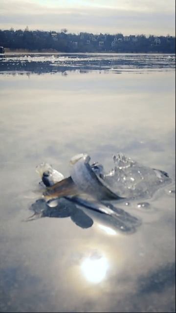 Свежепойманная рыба в кухне на льду🐟 смотреть онлайн