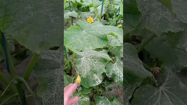 Совуққа тайёргарлик, 5 терим, барглардаги доғ, бодринглар учли бўлиб қоляпти смотреть онлайн