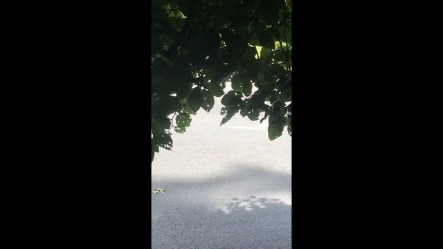 How to Prune Beech смотреть онлайн