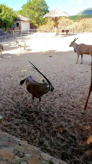 брат 🇻🇳 #вьетнам #vinpear смотреть онлайн