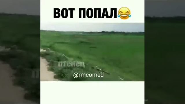 Гуси атакуют 😂 смотреть онлайн