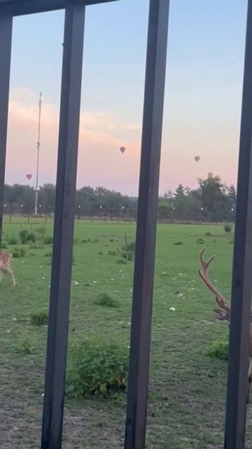 Теплый летний вечер рядом с Домом у озера, недалеко от контактного зоопарка смотреть онлайн