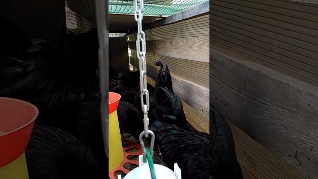 Ухейилюй 4 месяца