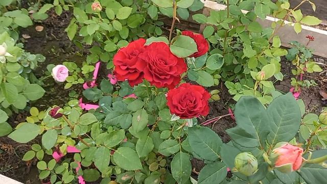 Саженцы роз для Краснодара смотреть онлайн