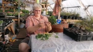 Черенкуем и сажаем БАТАТ!