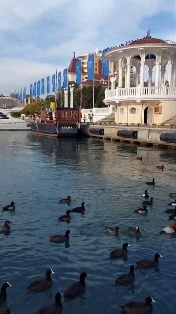 Темпераментые утки щипают друг друга. Морской порт в Сочи в декабре 2022 г #сочисегодня #сочи #утки смотреть онлайн