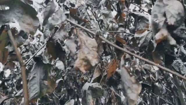 VID 20231107 144712 В ком тело -пакля, сердце...(Микеланджело Буонарроти)..Павел Васильев Лахтински смотреть онлайн