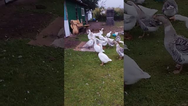 Гуси, побежали! смотреть онлайн