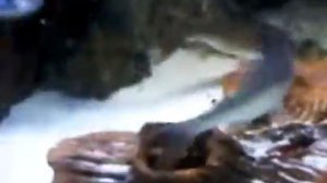 Loaches feeding time (blood worms)